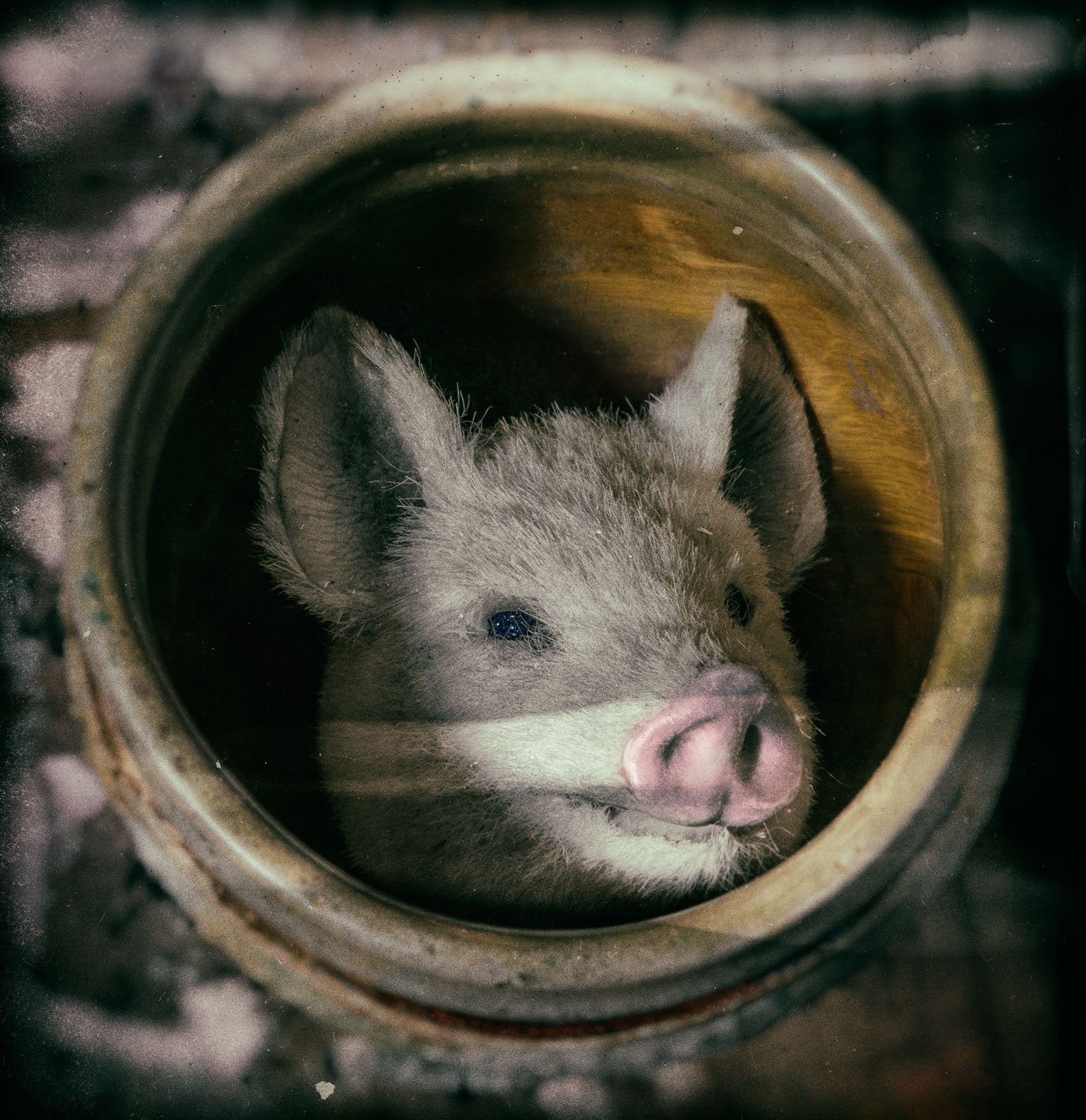 Pig Parallax