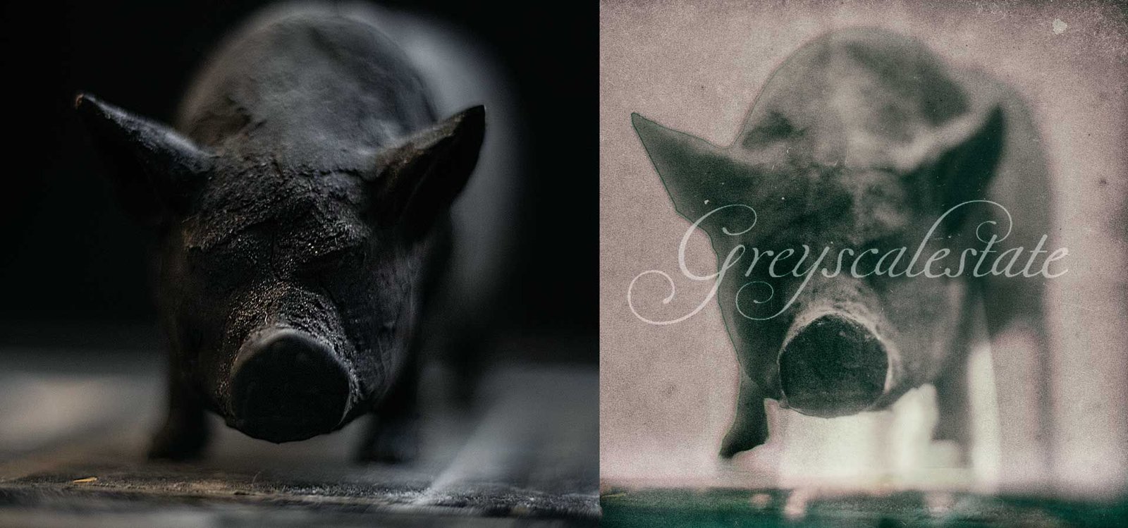 Black Sow - Milo Dlouhy Photograph